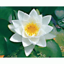 nymphae virginalis - nilüfer